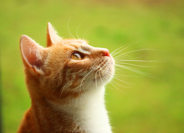 【ペット葬儀が初めての方へ】ペット葬儀とは？